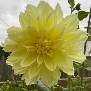 Meet your Posher, Yvonne